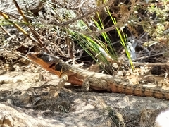 Pseudocordylus microlepidotus microlepidotus