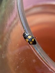 Glischrochilus fasciatus