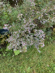Symphyotrichum urophyllum