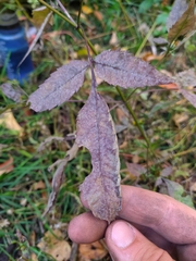 Bidens frondosa