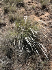 Digitaria californica