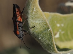 Lygaeus kalmii kalmii