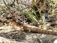 Pseudocordylus microlepidotus microlepidotus