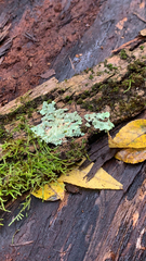 Flavopunctelia flaventior