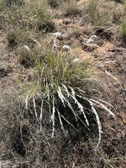 Digitaria californica