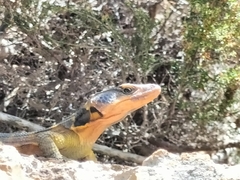Pseudocordylus microlepidotus microlepidotus