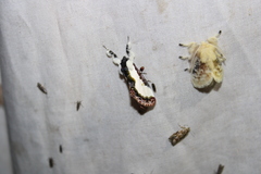 Eudryas unio