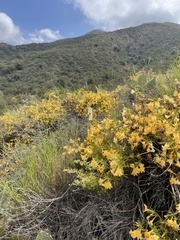 Diplacus aurantiacus