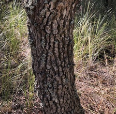 Quercus virginiana