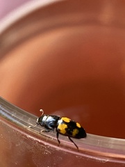 Glischrochilus fasciatus