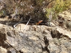 Pseudocordylus microlepidotus microlepidotus
