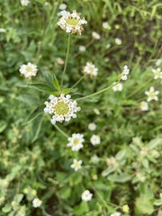 Lantana achyranthifolia