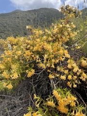 Diplacus aurantiacus