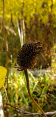 Rudbeckia occidentalis