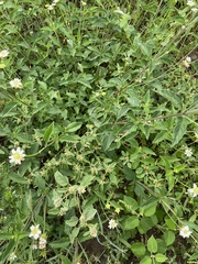 Lantana achyranthifolia