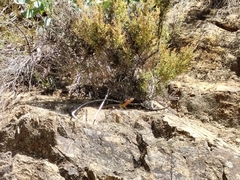 Pseudocordylus microlepidotus microlepidotus