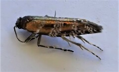 Chrysorthenches drosochalca