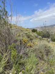 Diplacus aurantiacus