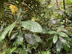Palicourea lasiorrhachis