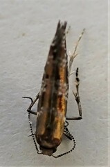 Chrysorthenches drosochalca