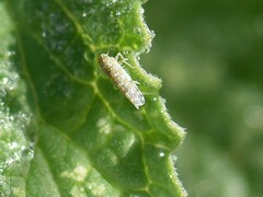 Eupteryx decemnotata