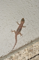 Hemidactylus turcicus