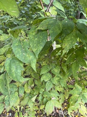 Celtis tenuifolia