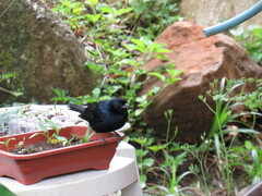 Tachyphonus coronatus