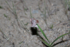 Cicinnus melsheimeri