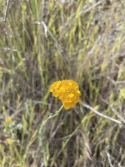 Eriophyllum
