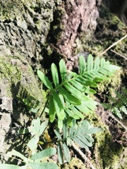 Polypodioideae
