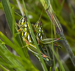 Hesperotettix viridis