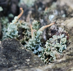 Cladonia macilenta