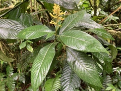 Palicourea lasiorrhachis