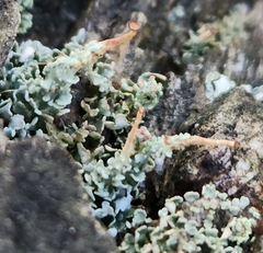 Cladonia macilenta
