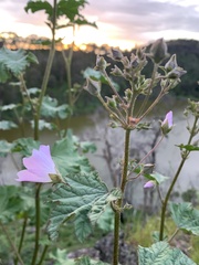 Malva weinmanniana
