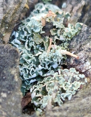 Cladonia macilenta