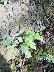 Polypodioideae