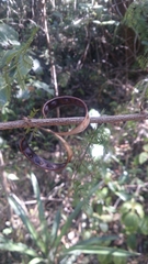 Dichrostachys tenuifolia