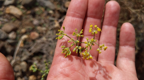 Anethum foeniculum image