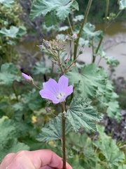 Malva weinmanniana