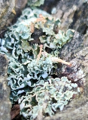Cladonia macilenta