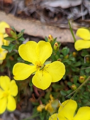 Hibbertia diffusa