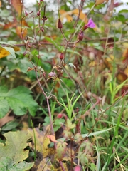 Geranium robertianum