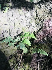 Polypodioideae