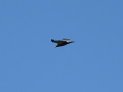 Haliaeetus leucocephalus