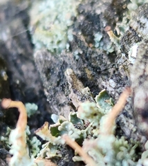 Cladonia macilenta