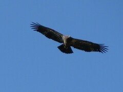 Haliaeetus leucocephalus
