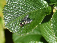 Neomyia cornicina