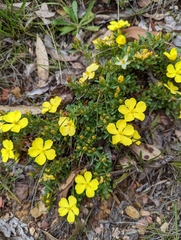 Hibbertia diffusa